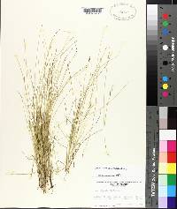 Carex leptalea image