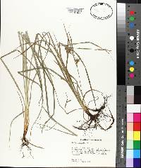 Carex louisianica image