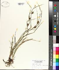 Carex louisianica image