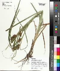 Carex louisianica image