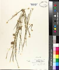 Carex louisianica image