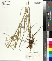 Carex louisianica image