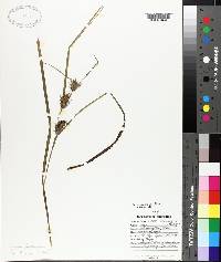 Carex louisianica image