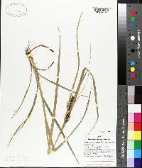 Carex louisianica image