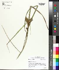 Carex lupulina image