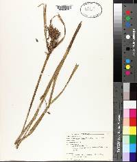 Carex lupulina image