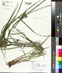 Carex lurida image