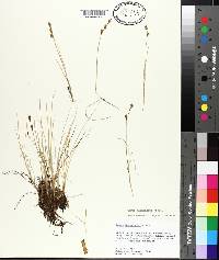 Carex mackenziei image