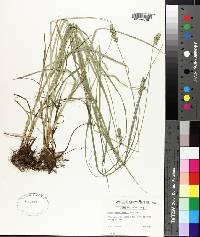 Carex muehlenbergii image