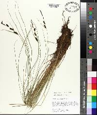 Carex nigra image