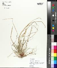 Carex nigromarginata image