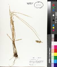 Carex oklahomensis image