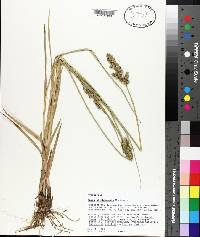 Carex oklahomensis image