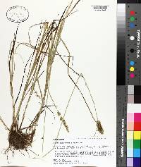 Carex oklahomensis image