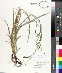 Carex oxylepis image