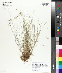 Carex texensis image