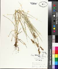 Carex tribuloides image