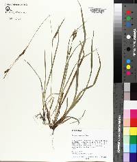 Carex venusta image