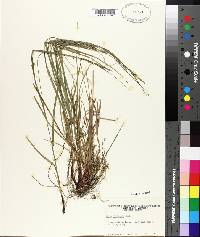 Carex virescens image