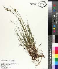 Carex pallescens var. neogaea image