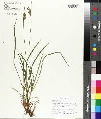 Carex pallescens image