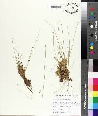 Carex pauciflora image