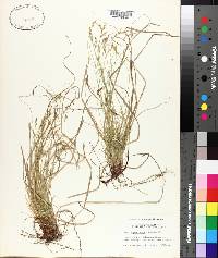 Carex physorhyncha image