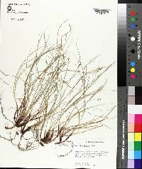 Carex physorhyncha image