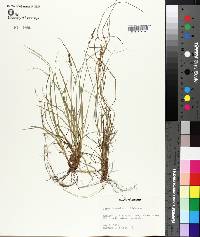 Carex physorhyncha image