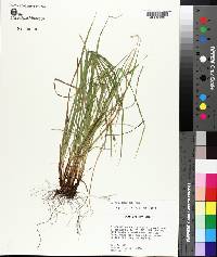 Carex planispicata image