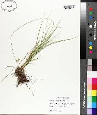 Carex reniformis image