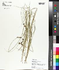 Carex reniformis image