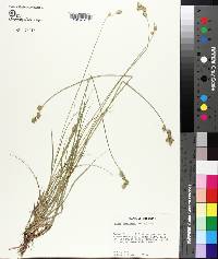 Carex reniformis image