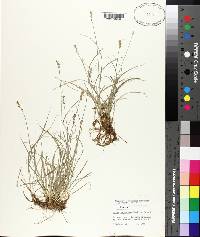 Carex retroflexa image