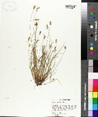 Carex retroflexa image