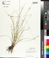 Carex retroflexa image