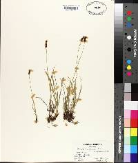 Carex scirpoidea image