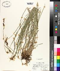 Carex scopulorum image