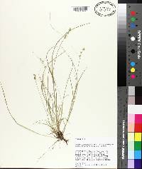 Carex socialis image