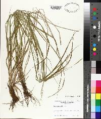 Carex sprengelii image