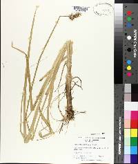 Carex stipata image