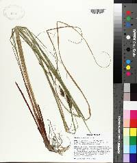 Carex striata image