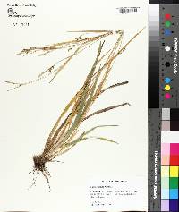 Carex striatula image