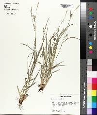 Carex styloflexa image