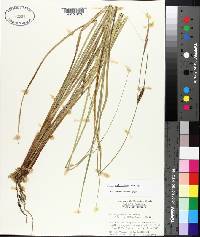 Carex walteriana image