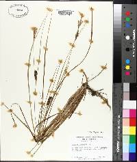 Carex walteriana image