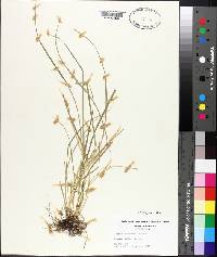 Carex willdenowii image