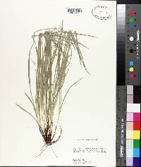 Carex willdenowii image