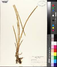 Acorus calamus image