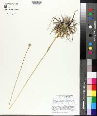 Eriocaulon compressum image